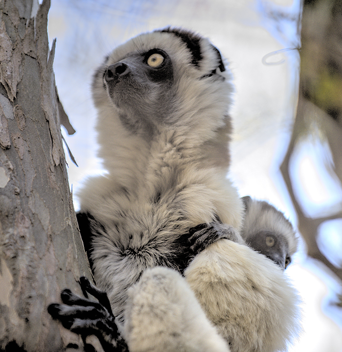 Verreaux sifaka